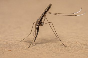 Malaria. Jak się objawia? Czy jest zaraźliwa?