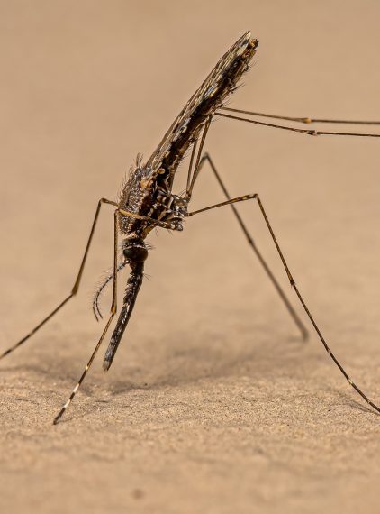 Malaria. Jak się objawia? Czy jest zaraźliwa?