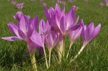 Zimowit jesienny – charakterystyka i przeciwwskazania