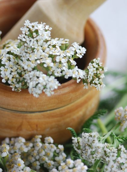 Zioła w zaburzeniach pracy trzustki