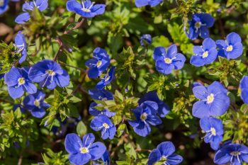 Przetacznik lekarski – właściwości i zastosowanie