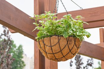 Rośliny na komary. Które są skuteczne?