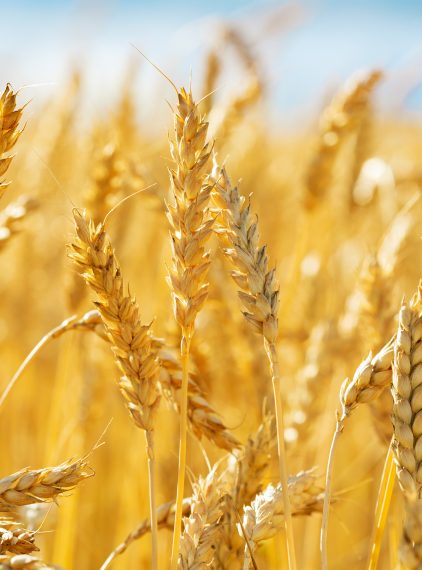 Pszenica – gatunki i zastosowanie