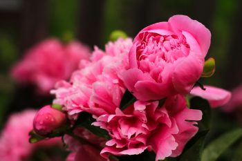 Piwonia lekarska – właściwości i zastosowanie