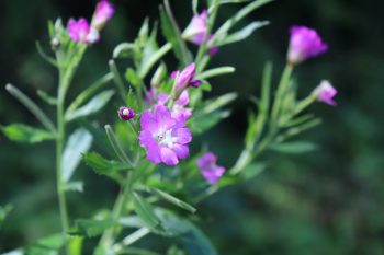 Wierzbownica drobnokwiatowa – właściwości i zastosowanie