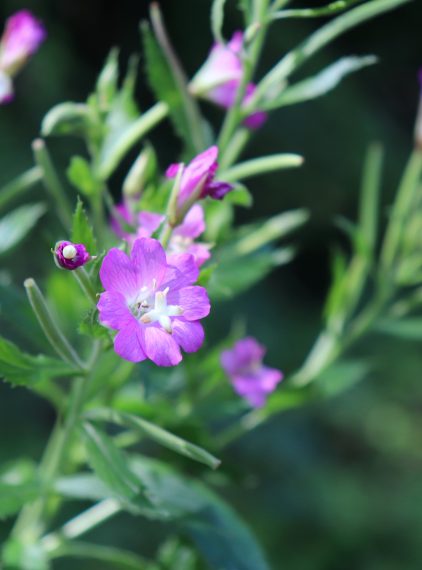 Wierzbownica drobnokwiatowa – właściwości i zastosowanie
