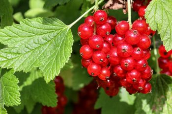 Porzeczka – rodzaje, wartość odżywcza, właściwości