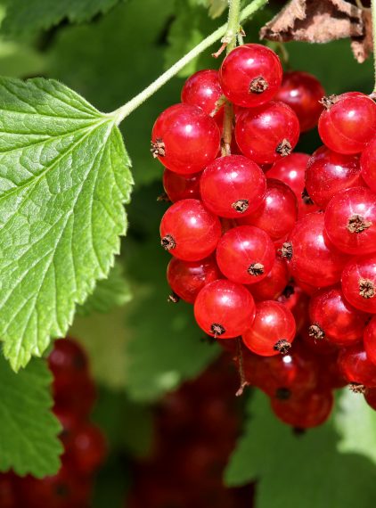 Porzeczka – rodzaje, wartość odżywcza, właściwości