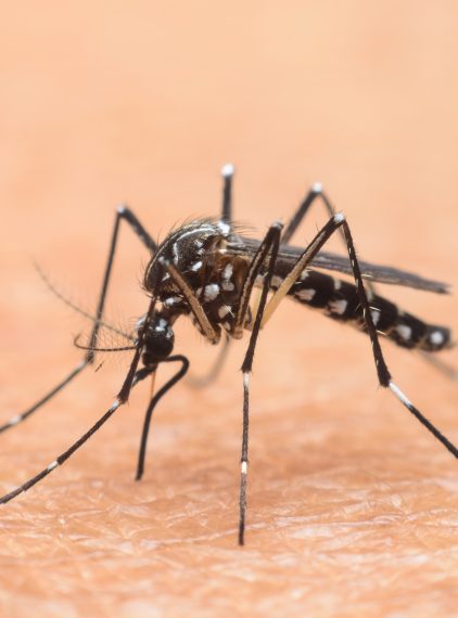 Czy komary przenoszą wirusa HIV?