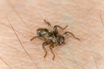 Latające kleszcze. Czy strzyżak jeleni jest niebezpieczny?