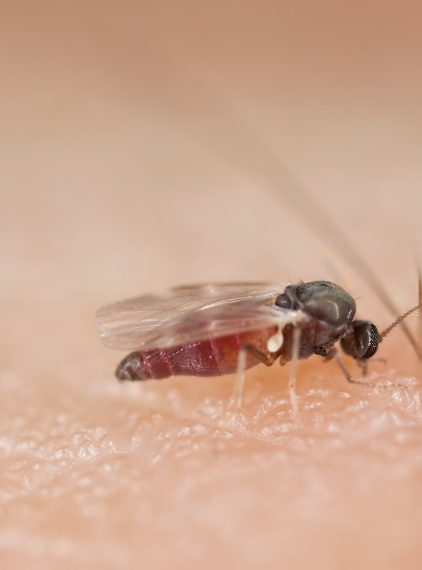 Ugryzienie meszki. Jak wygląda? Czym je złagodzić?