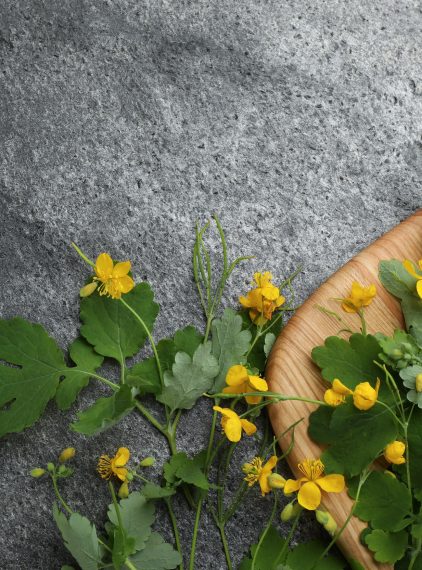 Jaskółcze ziele. Pomaga czy szkodzi?