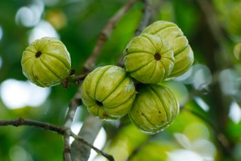 Garcinia cambogia – czy pomoże w odchudzaniu?