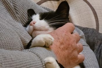 Felinoterapia. Na czym polega leczenie kotem?