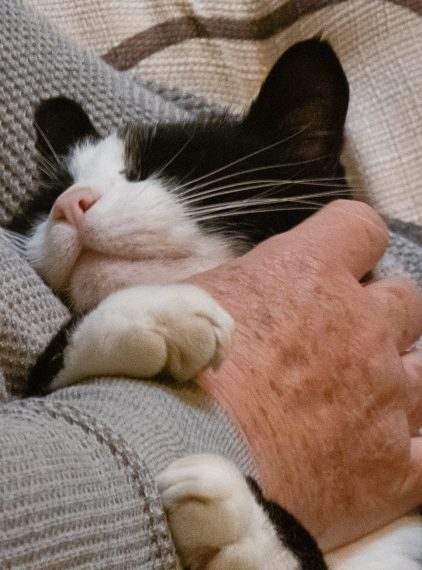 Felinoterapia. Na czym polega leczenie kotem?