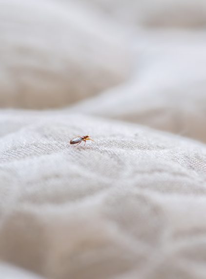 Pluskwy domowe (łóżkowe). Jak wyglądają pluskwy, skąd się biorą i jak leczyć ugryzienia?