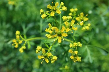 Ruta – właściwości, zastosowanie, przeciwwskazania, skutki uboczne