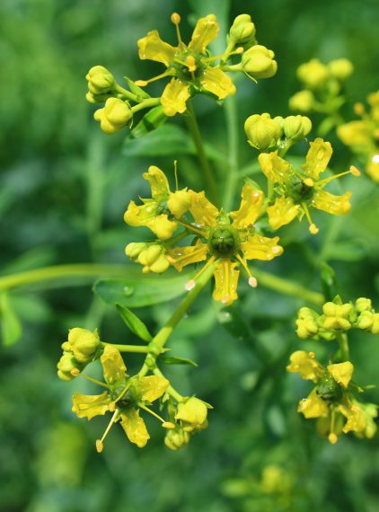 Ruta – właściwości, zastosowanie, przeciwwskazania, skutki uboczne