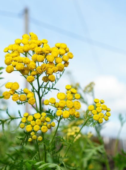 Wrotycz pospolity – właściwości i zastosowanie