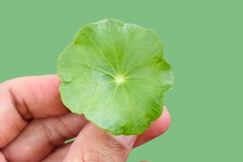 Ajurweda – co możemy z niej zaczerpnąć?