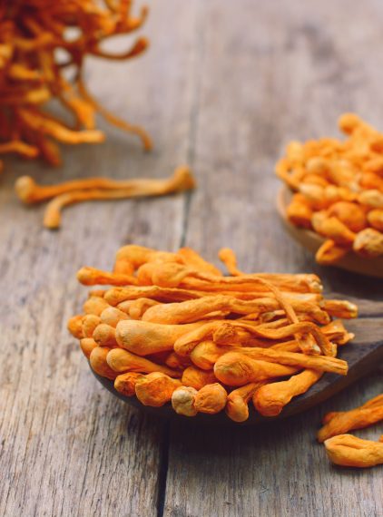 Cordyceps. Grzyb o unikalnych właściwościach