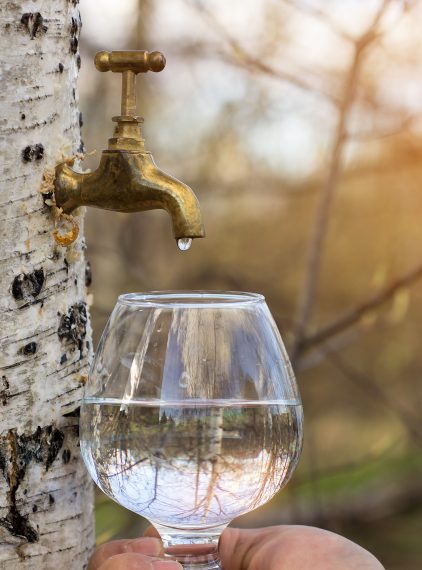 Sok z brzozy. Na co pomaga i jak dawkować?