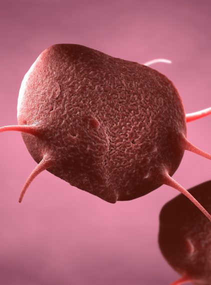 Trombocyty – jakie pełnią funkcje w organizmie?