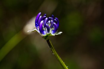 Czarci pazur – właściwości, zastosowanie, przeciwwskazania, skutki uboczne