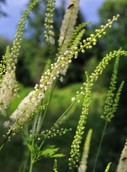 Pluskwica groniasta – właściwości i zastosowanie