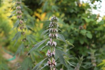 Serdecznik pospolity. Jakie ma właściwości?