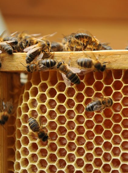 Trypofobia, czyli lęk przed dziurami. Wykonaj test!