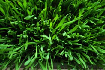 Trawa pszeniczna. Bogactwo witamin i przeciwutleniaczy