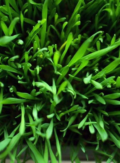 Trawa pszeniczna. Bogactwo witamin i przeciwutleniaczy