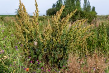 Kobylak. Źródło żelaza i polifenoli