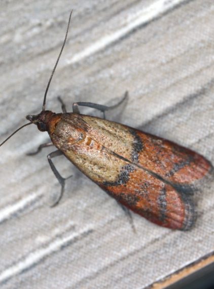 Czy mole spożywcze są niebezpieczne dla zdrowia?