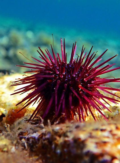 Czy jeżowce są jadowite?