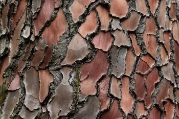 Pycnogenol. Kiedy stosować korę sosny?