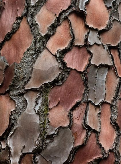 Pycnogenol. Kiedy stosować korę sosny?