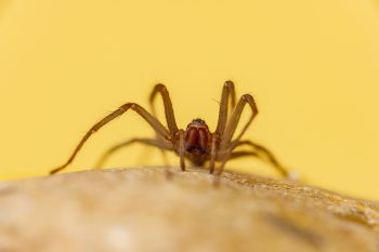 Kątnik domowy. Czy jego ugryzienie jest niebezpieczne?