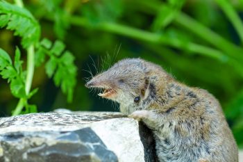 Wirus Borna. Nowe niebezpieczeństwo?