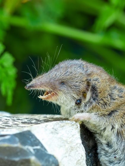 Wirus Borna. Nowe niebezpieczeństwo?