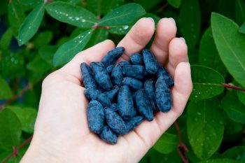 Jagoda kamczacka. Czy jej owoce są zdrowe?