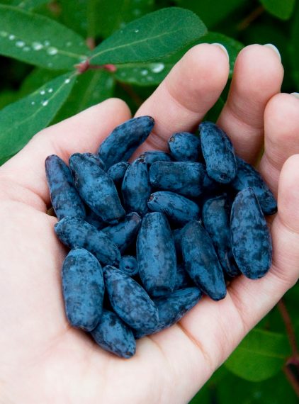 Jagoda kamczacka. Czy jej owoce są zdrowe?