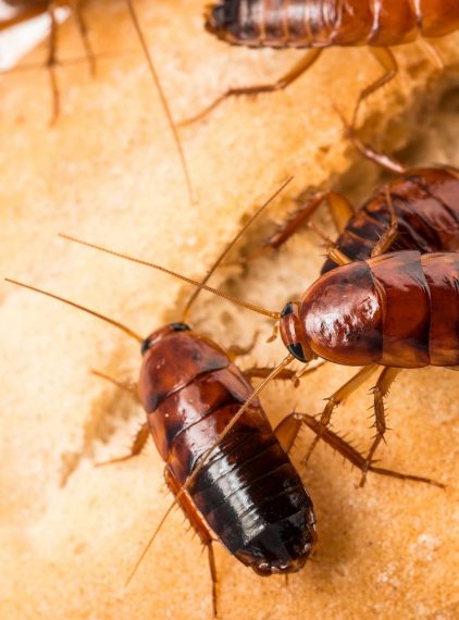 Czy karaluchy przenoszą choroby?