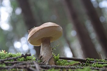 Goryczak żółciowy. Jak go rozpoznać?