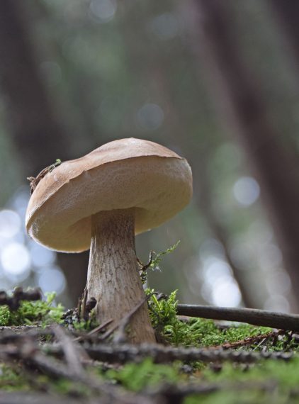 Goryczak żółciowy. Jak go rozpoznać?