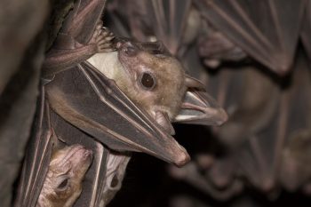 Wirus Marburg. Jak można się zarazić?