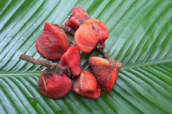 Taumatyna. Słodzik, który wyleczy H. pylori?