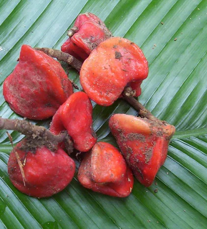 Taumatyna. Słodzik, który wyleczy H. pylori?