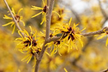 Oczar wirginijski. Naturalny sprzymierzeniec skóry